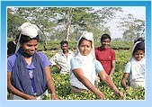 Tea Bush Pluckers, Assam