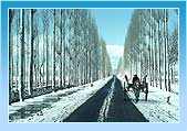 Snow Fall in Kashmir